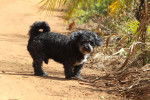 Un Schnoodle au pelage gris et blanc se tenant debout sur du sable
