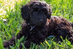 Un chiot Schnoodle au pelage brun se tenant allongé dans de l’herbe