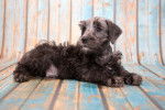 Un chiot Schnoodle au pelage brun se tenant allongé sur un parquet en bois