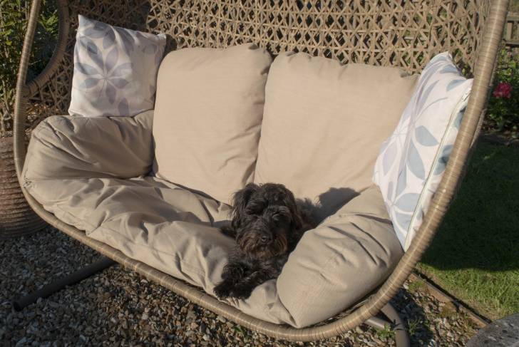 Un Schnoodle au pelage brun, se tenant allongé sur un canapé de jardin 