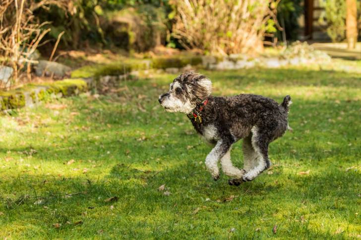 Un Schnoodle au pelage gris et blanc, courant dans un jardin