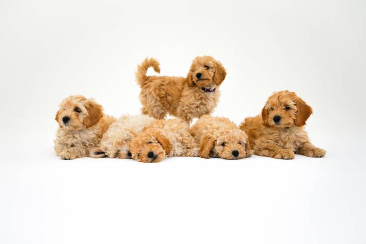 Six chiots Schnoodle au pelage abricot, sur un fond blanc