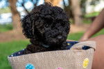 Un chiot Schnoodle au pelage noir, assis dans un panier en osier
