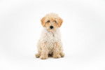 Un Schnoodle au pelage abricot se tenant assis sur un fond blanc
