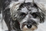 Un gros plan d’un Schnoodle au pelage gris