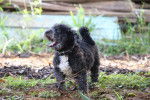 Un Schnoodle au pelage gris et blanc se tenant debout dans un jardin
