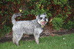 Un Schnoodle au pelage gris se tenant debout dans un jardin