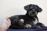 Un Schnoodle au pelage gris et blanc se tenant allongé sur un matelas bleu