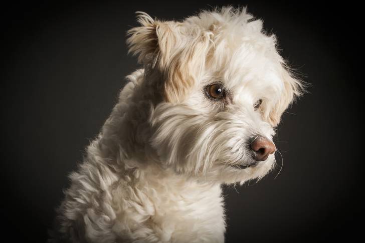 Un Schnoodle au pelage abricot, sur un fond noir