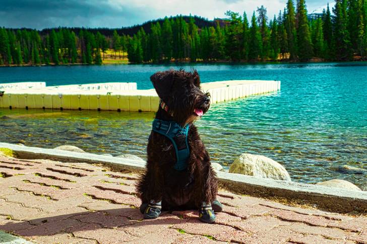 Un Schnoodle au pelage brun portant un harnais turquoise et se tenant assit près d’un lac