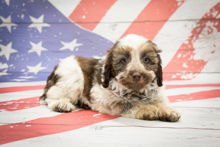 Un chiot Schnoodle au pelage brun et blanc se tenant allongé sur un parquet