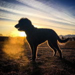 Un Shepadoodle debout sur un sol sableux en ouvrant la gueule 