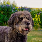 Un Shepadoodle de pelage brun debout en ouvrant légèrement la gueule et qui semble détendu