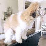 Un Shepadoodle de pelage blanc et marron debout et qui tient un mouchoir à carreau dans la gueule