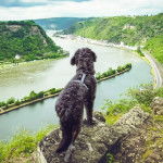 Un Shepadoodle de pelage noir assis et qui semble regarder le paysage 