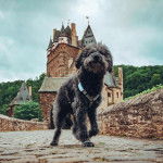 Un Shepadoodle de pelage noir debout sur un sol pavé et porte une laisse noir et qui semble jouer