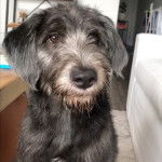 Un Shepadoodle de pelage noir et gris assis et qui semble pensif 