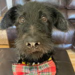 Un Shepadoodle de pelage noir assis en regardant la caméra et portant un noeud à carreau autour du cou