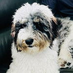 Un Shepadoodle de pelage blanc et noir assis et qui semble détendu