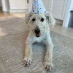 Un Shepadoodle de pelage blanc allongé sur un sol carrelé en ouvrant  légèrement la gueule