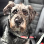 Un Shepadoodle de pelage tricolore assis et qui semble détendu