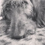 Photo montrant un Shepadoodle de pelage gris et blanc regardant la caméra et qui semble détendu 