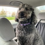 Un Shepadoodle de pelage brun assis sur un siège et portant une laisse rose au cou