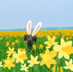 Un Shepadoodle de pelage marron debout sur une surface fleurie et semble détendu