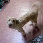 Un Shepadoodle de pelage blanc debout sur un sol carreler en regardant la caméra