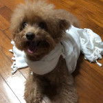 Un Shepadoodle de pelage brun allongé sur un sol en bois en tirant la langue hors de sa gueule