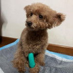 Un Shepadoodle de pelage brun assis et qui semble détendu