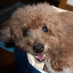 Un Shepadoodle de pelage brun allongé en ouvrant légèrement la gueule et qui semble détendu