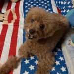Un Shepadoodle de pelage brun allongé sur un matelas portant le drapeau américain