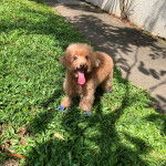 Un Shepadoodle de pelage brun debout sur une surface herbacée en tirant la langue hors de sa gueule 