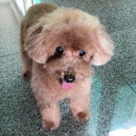 Un Shepadoodle de pelage beige debout sur un sol carreler en tirant légèrement la langue