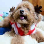 Un Shepadoodle de pelage brun allongé sur un matelas et portant un habit rouge 