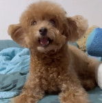 Un Shepadoodle de pelage brun allongé en ouvrant légèrement la gueule 