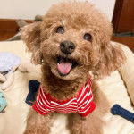 Un Shepadoodle de pelage brun allongé et portant un habit rouge à raillures blanches