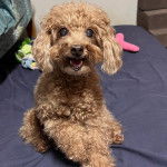 Un Shepadoodle de pelage brun se tenant allongé et qui semble joyeux 