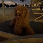 Un Shepadoodle de pelage brun allongé sur un transat et qui semble détendu