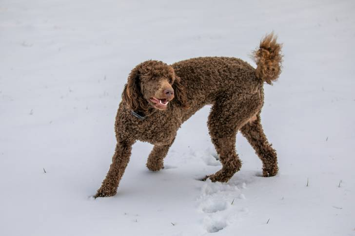 Un Shepadoodle au pelage brun, jouant dans la neige