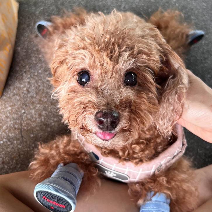 Un Shepadoodle de pelage kaki se tenant allongé et portant des chaussures sur les pattes