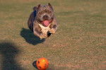Un Shorty Bull au pelage fauve sable, courant après une balle dans un parc 