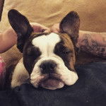 Un Shorty Bull à la fourrure tricolore aux oreilles dressées allongé et qui semble détendu.