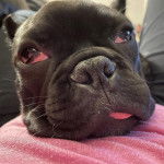 Un Shorty Bull au pelage noir, allongé et semblant détendu