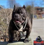 Un Shorty Bull  de pelage bicolore se tient debout sur une plateforme en bois et porte des chaînes au cou.
