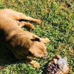 Un Shorty Bull à la robe bicolore, aux oreilles dressées et est allongé sur une surface gazonnée.