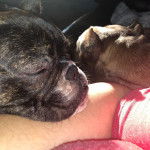 Gros plan d’un Shorty Bull au pelage tricolore allongé sur le bras de son propriétaire et qui semble dormir.
