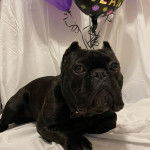 Photo d’un Shorty Bull au pelage noir, allongé et portant un collier autour du cou.