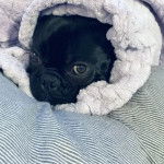 Un Shorty Bull au pelage noir, emballé dans une serviette et qui regarde la caméra.